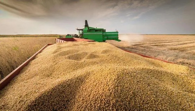 大豆产量迈上2000万吨，收购价高开低走，后市如何？
