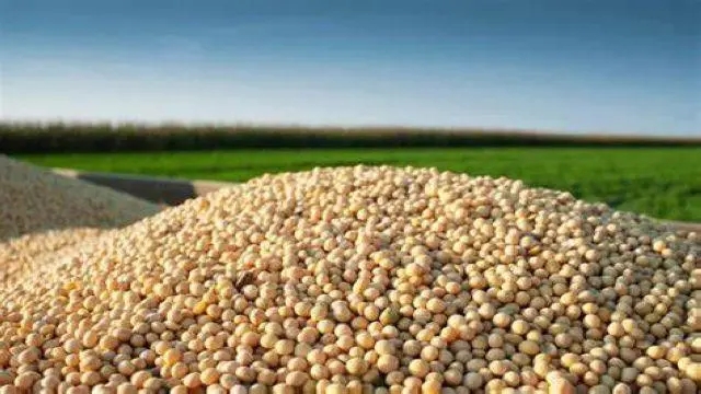 阿根廷大豆压榨量下滑 豆粕库存大幅下降