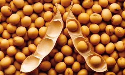 国产大豆短期供需两淡 期货短期区间震荡整理