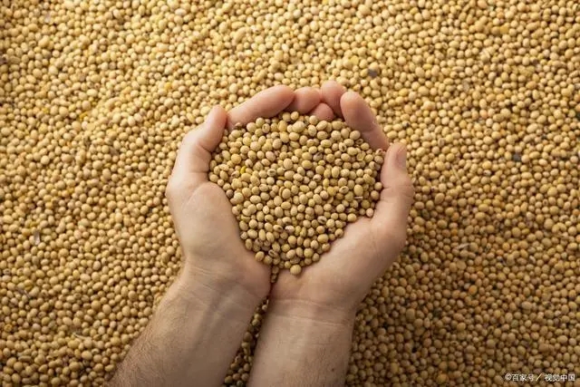 USDA2月月报前瞻 | 阿根廷大豆产量预期下调成为市场焦点