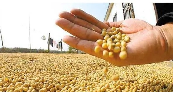 杨宝龙：中国大豆产业发展及未来展望