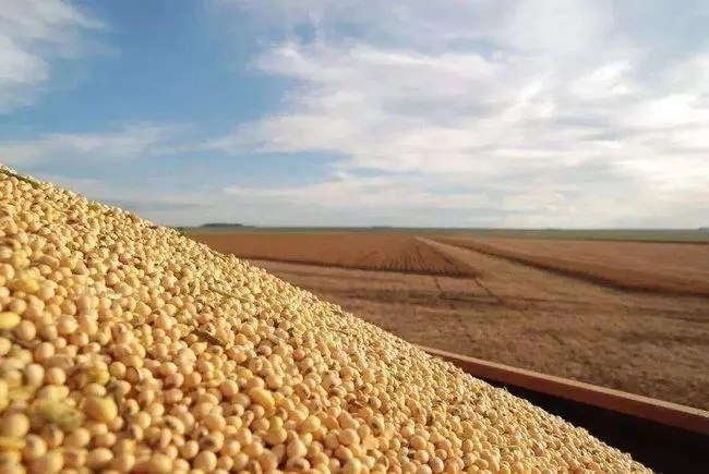 国产大豆优势明显 产量创出历史新高
