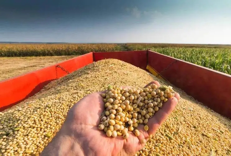 农业农村部：今年确保大豆面积稳定在1.5亿亩以上 油料面积稳定在2亿亩以上